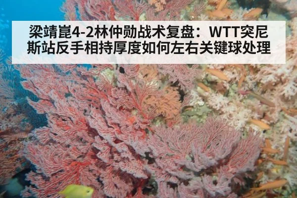 梁靖崑4-2林仲勋战术复盘:WTT突尼斯站反手相持厚度如何左右关键球处理